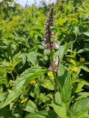 Stachys latidens