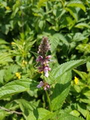 Stachys latidens