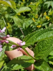 Stachys latidens