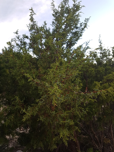 Redberry juniper (Juniperus coahuilensis)
