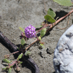 Abronia umbellata breviflora