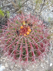 Ferocactus pilosus