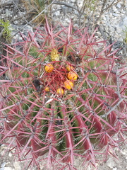 Ferocactus pilosus