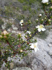 Lindleya mespiloides