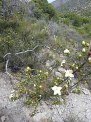 Lindleya mespiloides