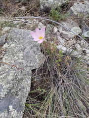 Zephyranthes chichimeca