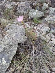 Zephyranthes chichimeca