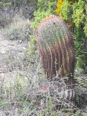 Ferocactus pilosus