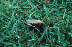 Clinotarsus curtipes