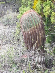 Ferocactus pilosus