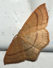 Cyclophora linearia