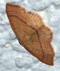Cyclophora linearia