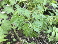 Actaea elata alpestris