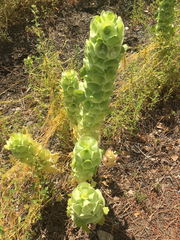 Moluccella laevis