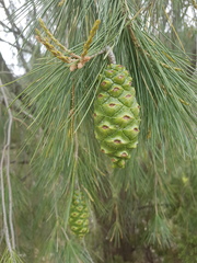 Pinus pinceana