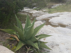 Agave gentryi