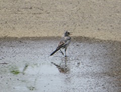 Motacilla alba lugens