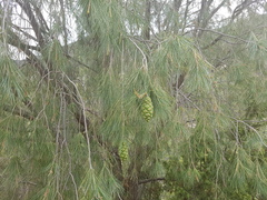 Pinus pinceana