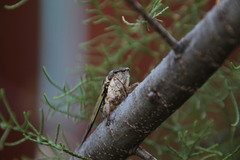 Diceroprocta viridifascia