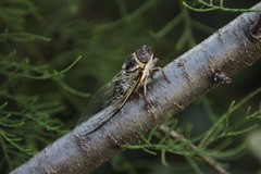 Diceroprocta viridifascia
