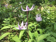 Erythronium hendersonii