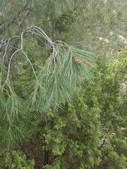 Pinus pinceana