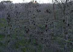 Dipsacus sativus