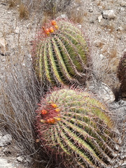 Ferocactus pilosus