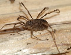 Rilaena triangularis