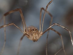 Rilaena triangularis