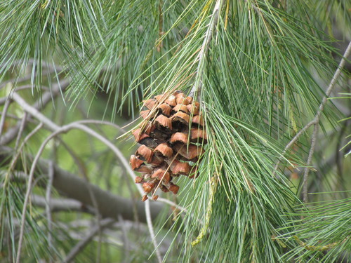 Image of Pinus pinceana by (c) Martín Sánchez Vilchis, some rights reserved (CC BY-SA)