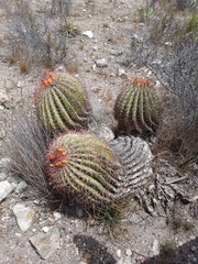Ferocactus pilosus
