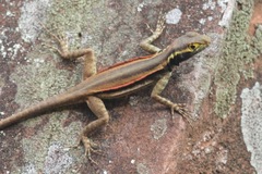 Tropidurus melanopleurus