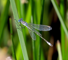 Lestes unguiculatus