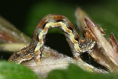 Erannis defoliaria