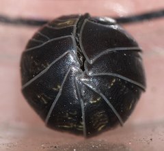 Armadillidium vulgare