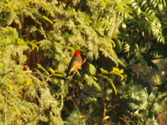 Pyrocephalus rubinus