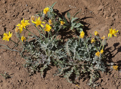 Crepis occidentalis conjuncta