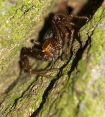 Thomisidae
