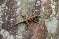 Tropidurus melanopleurus