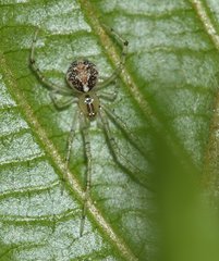 Theridion varians