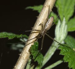 Tetragnatha