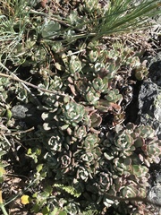 Sedum oblanceolatum
