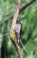 Dryobates villosus harrisi