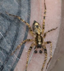 Anyphaena accentuata