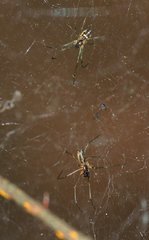 Neriene peltata