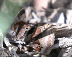 Euclidia ardita