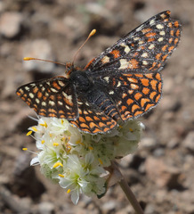 Euphydryas editha bingi