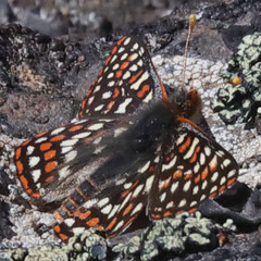 Euphydryas editha mattooni