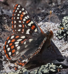 Euphydryas editha mattooni